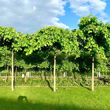 Luxury - Jessapart Walendia * Walendow