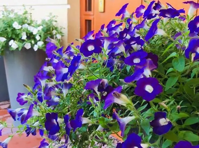 Villa Luxury - Jessapart Walendia